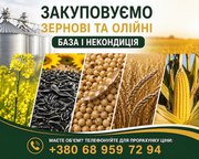 Купуємо зернові,  олійні культури по Україні